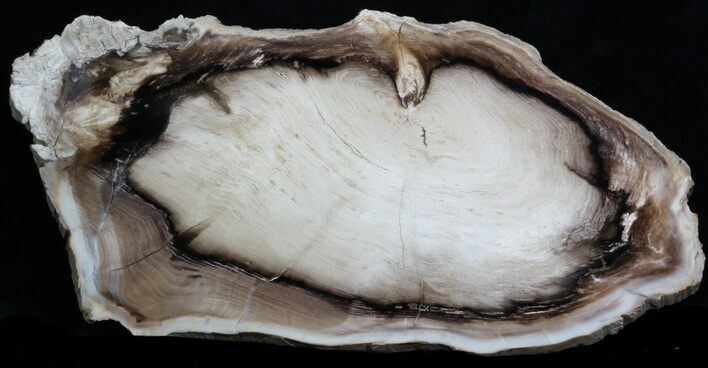 Petrified Wood (Spruce) Slab - Eagle's Nest, Oregon #34477